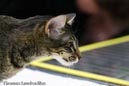 NEOCAT_Utrecht_Thomas_L_10_