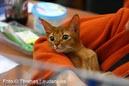 NEOCAT_Utrecht_Thomas_L_15_