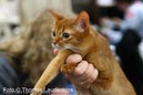 NEOCAT_Utrecht_Thomas_L_16_
