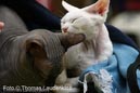 NEOCAT_Utrecht_Thomas_L_19_