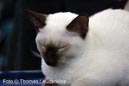 NEOCAT_Utrecht_Thomas_L_1_