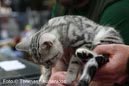 NEOCAT_Utrecht_Thomas_L_27_