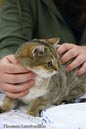 NEOCAT_Utrecht_Thomas_L_2_
