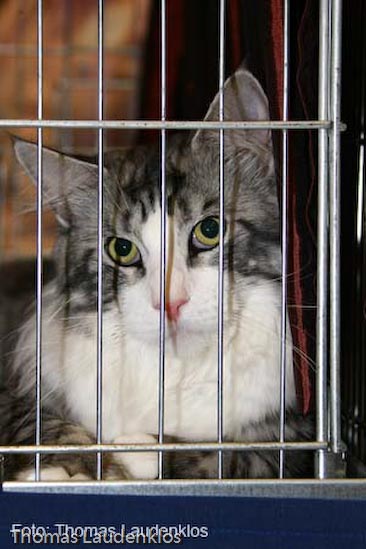 TICA_2006_Thomas_L_27_