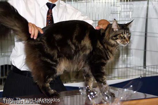 TICA_2006_Thomas_L_34_