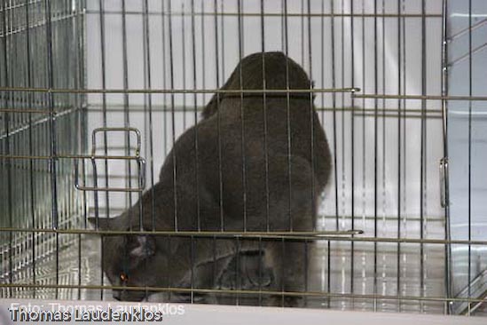 TICA_2006_Thomas_L_4_