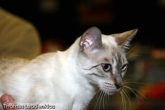 TICA_2006_Thomas_L_58_