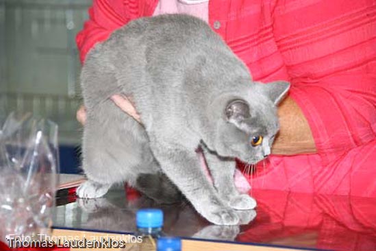 TICA_2006_Thomas_L_5_
