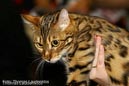 TICA_2006_Thomas_L_24_
