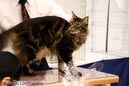 TICA_2006_Thomas_L_35_