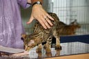 TICA_2006_Thomas_L_37_