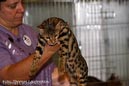 TICA_2006_Thomas_L_40_