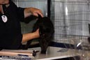 TICA_2006_Thomas_L_43_