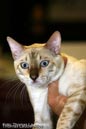 TICA_2006_Thomas_L_54_