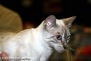 TICA_2006_Thomas_L_58_