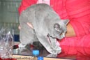 TICA_2006_Thomas_L_5_