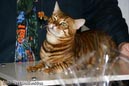 TICA_2006_Thomas_L_6_