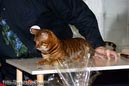 TICA_2006_Thomas_L_7_