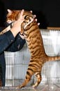 TICA_2006_Thomas_L_8_