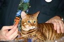 TICA_2006_Thomas_L_9_